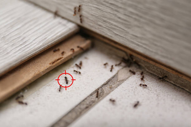Best Pest Prevention Services  in Glenwood, IA
